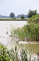 Vyplasene kachny,  Zamecky rybnik v Jaroslavicich